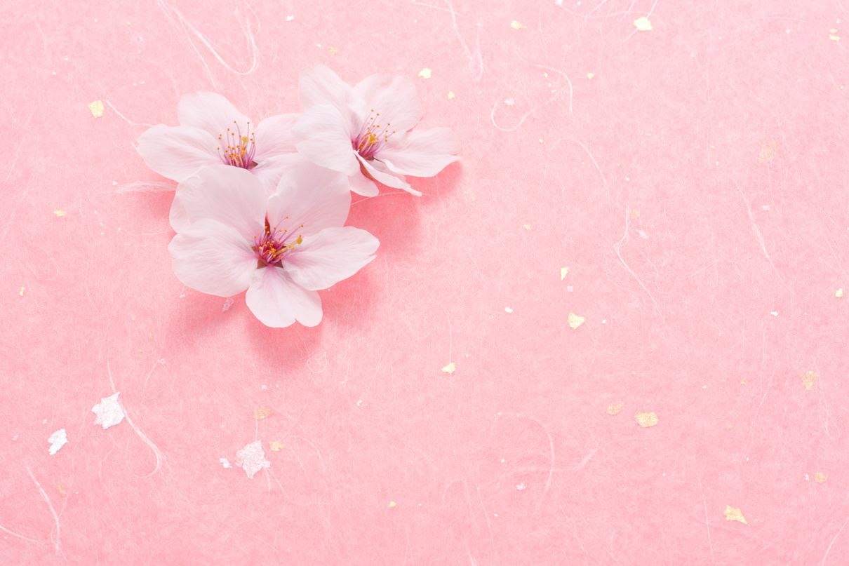 Cherry blossom on pink background